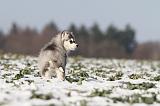 SIBERIAN HUSKY 236